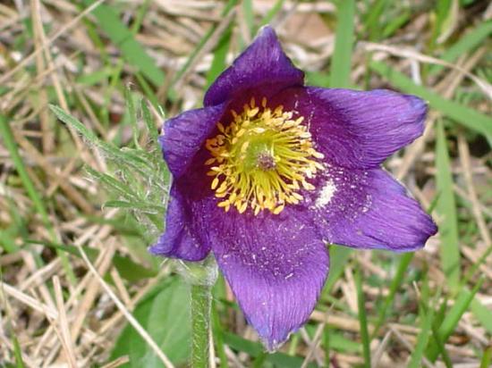 Anémone pulsatille ou Coquelourde - Pulsatilla vulgaris