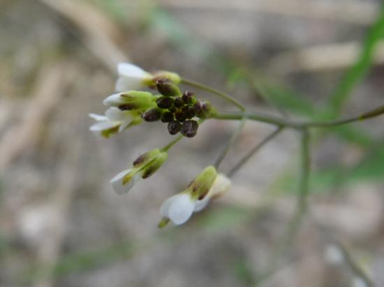 Arabette de Thalius - Arabidopsis thaliana