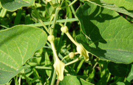 Aristoloche - Aristolochia clematitis