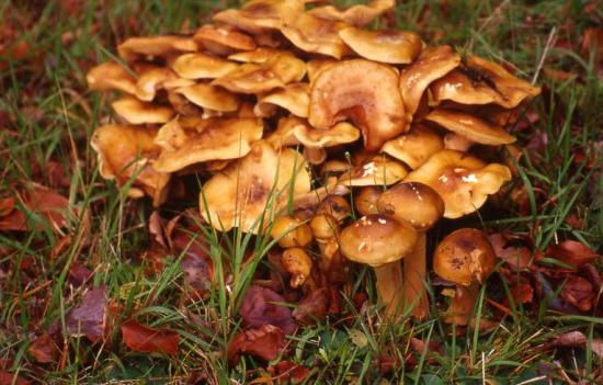 Armillaire couleur de miel - Armillaria mellea