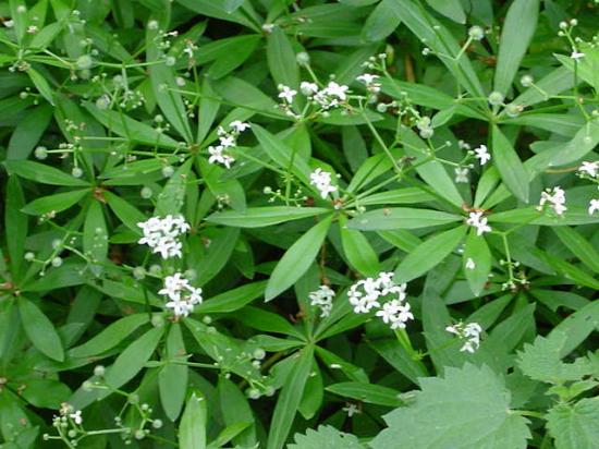 Aspérule odorante - Galium odoratum