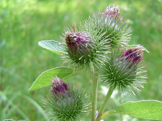 Bardane - Arctium lappa