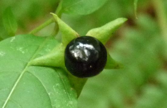 Belladone (fruit) - Atropa belladonna