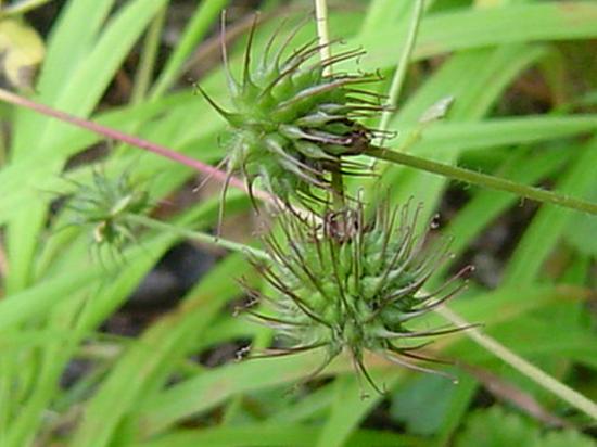 Benoîte - Geum urbanum