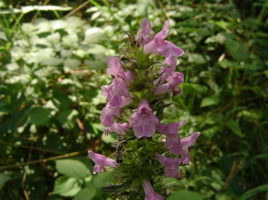 Bétoine ou Epiaire officinale - Stachys officinalis