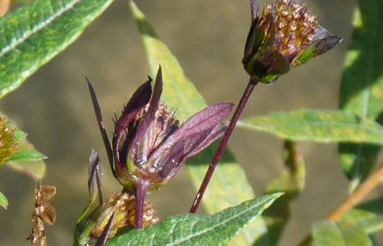 Bident - Bidens frondosa