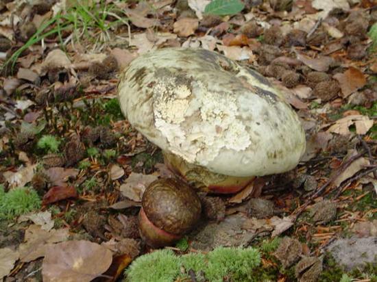 Bolet Satan - Boletus satanas