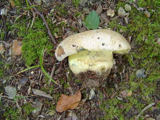 Bolet radicant - Boletus radicans