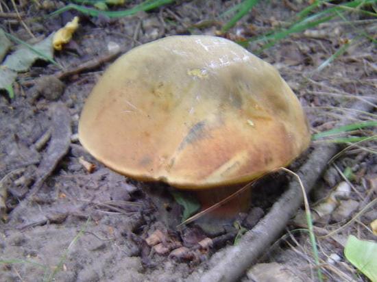 Bolet blafard - Boletus luridus