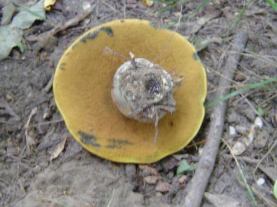 Bolet blafard - Boletus luridus