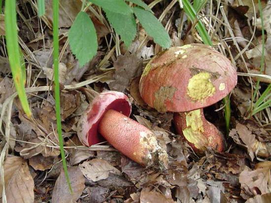 Bolet rouge et jaune - Boletus rhodoxanthus