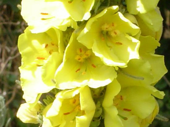 Molène Bouillon blanc - Verbascum thapsus