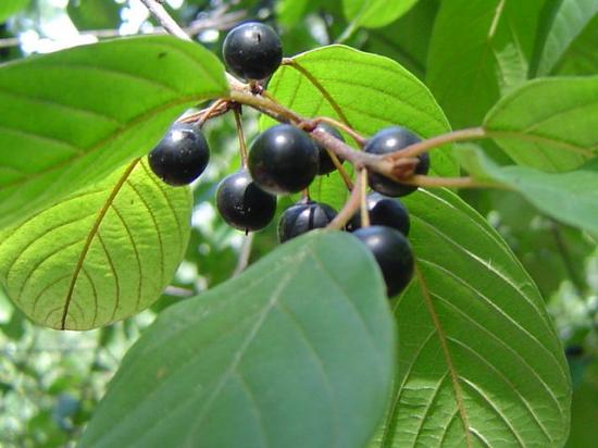 Bourdaine (fruits) - Frangula alnus ou Rhamnus frangula