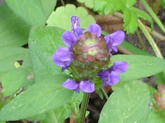 Brunelle commune - Prunella vulgaris