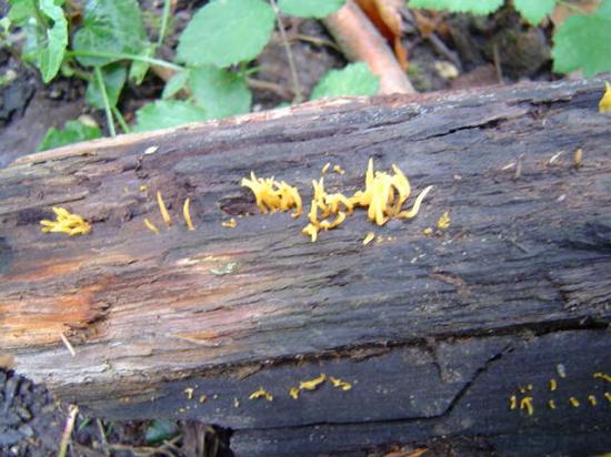 Calocère cornée - Calocera cornea