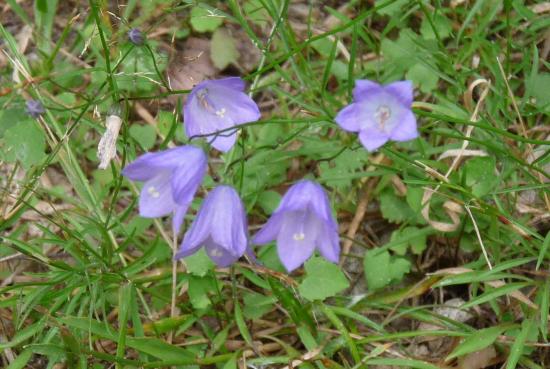 Campanule à feuilles rondes - Campanula rotundifolia