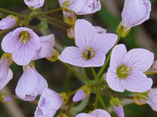 Cardamine des prés (Cressonnette) - Cardamine pratensis