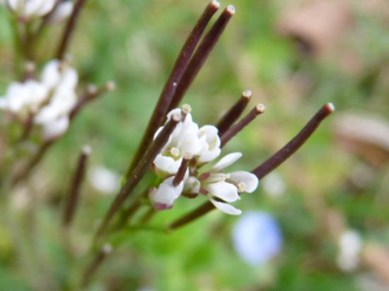 Cardamine hérissée - Cardamine hirsuta