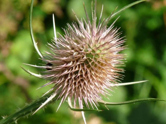 Cardère commune - Dipsacus fullonum