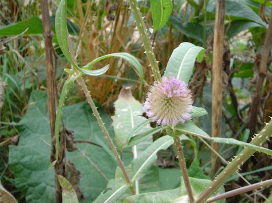 Cardère poilue - Dipsacus pilosus