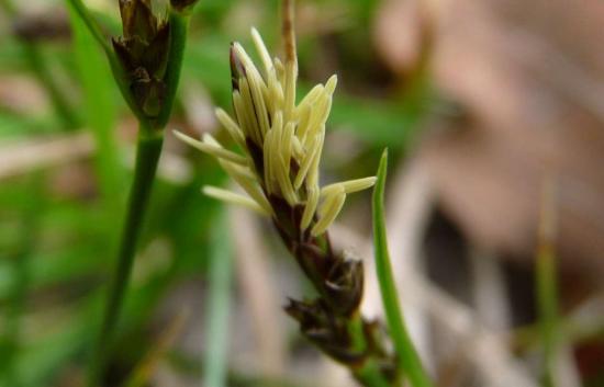 Laiche à pilules - Carex pilulifera