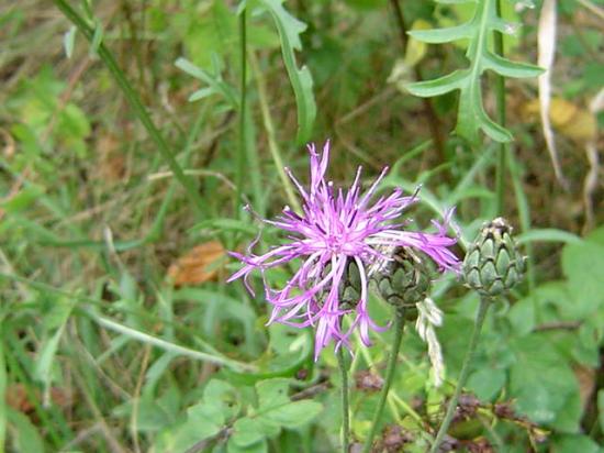 Centaurée scabieuse - Centaurea scabiosa