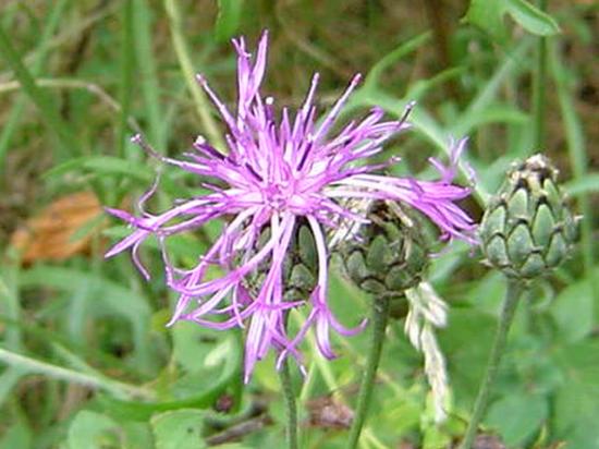 Centaurée scabieuse - Centaurea scabiosa