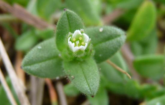 Céraiste des sables - Cerastium semidecandrum