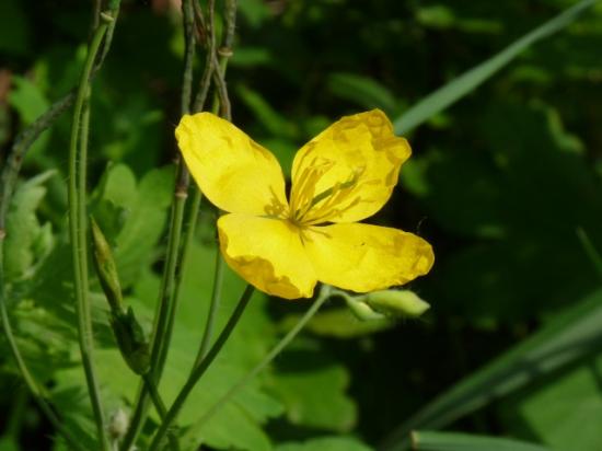 Chélidoine ou Eclaire - Chelidonium majus