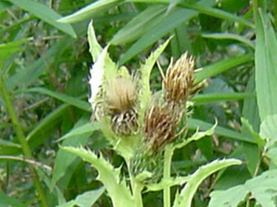 Cirse maraicher - Cirsium oleraceum