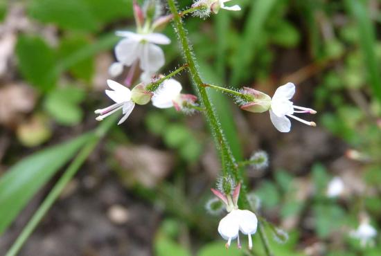 Circée de Paris - Circaea lutetiana