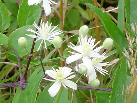 Clématite ou Vigne blanche - Clematis vitalba