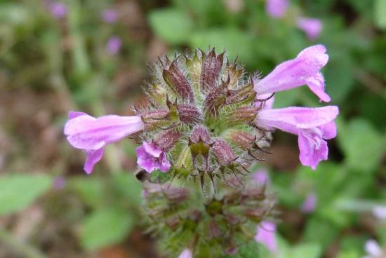 Clinopode vulgaire (Sarriette) - Clinopodium vulgare