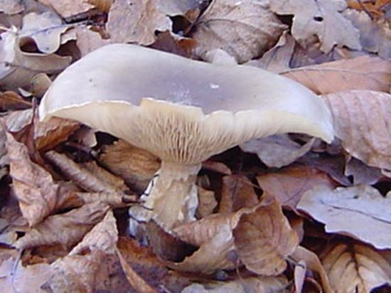 Clitocybe nébuleux - Clitocybe nebularis