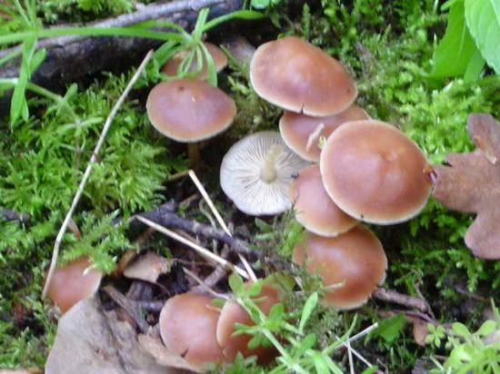 Collybie des arbres - Collybia dryophila