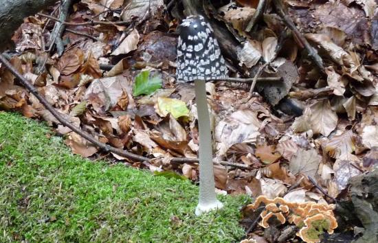 Coprin pie - Coprinus picaceus