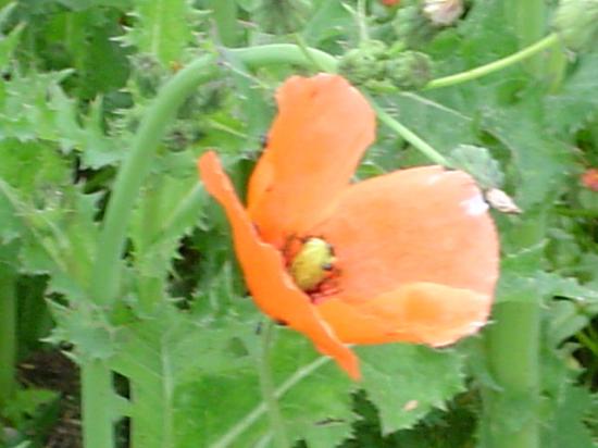 Pavot douteux ou Petit Coquelicot - Papaver dubium