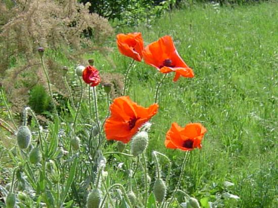 Grand Coquelicot - Papaver rhoeas