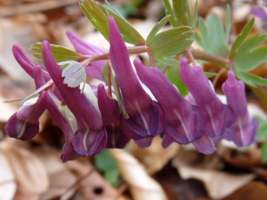 Corydale solide - Corydalis solida