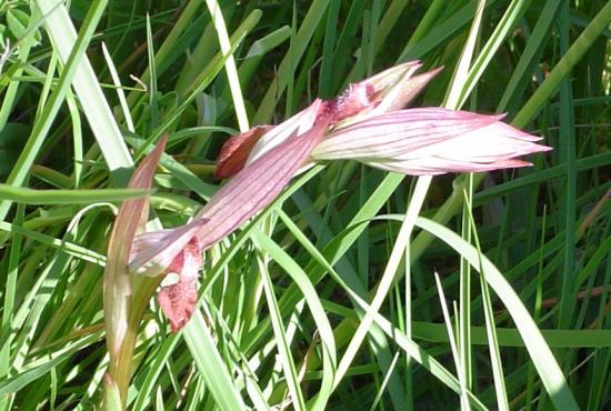 Sérapias à petites fleurs - Serapias parviflora