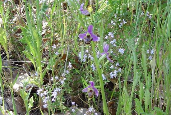 Ophrys bourdon (frelon) - Ophrys fuciflora