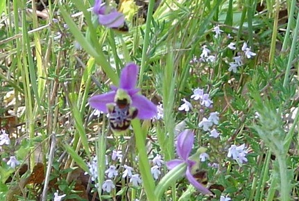 Ophrys bourdon ou Ophrys frelon