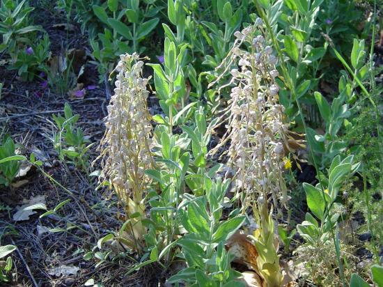 Orchis bouc - Himantoglossum hircinum