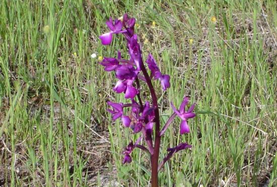 Orchis à fleurs lâches - Anacamptis laxiflora