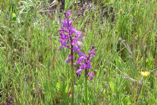 Orchis des marais - Anacamptis palustris