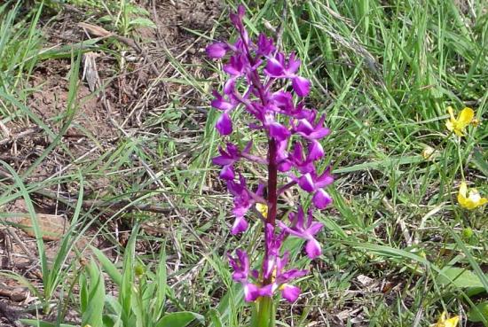 Orchis à fleurs lâches - Orchis laxiflora