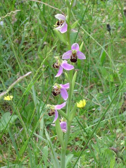 Ophrys abeille - Ophrys apifera