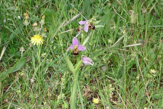 Ophrys abeille - Ophrys apifera