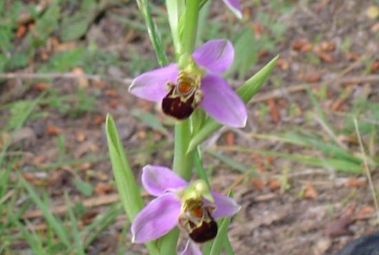 Ophrys abeille - Ophrys apifera