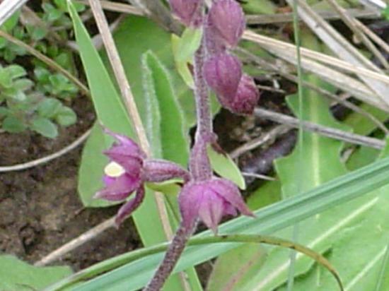 Epipactis pourpre - Epipactis purpurea (atrorubens)